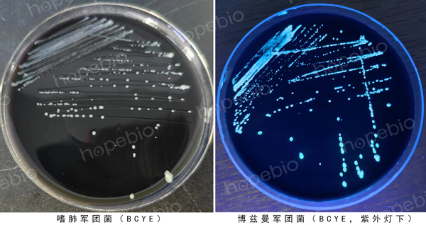 军团菌的活化常用BCYE平板