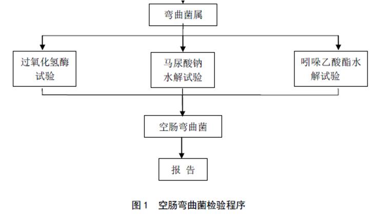 空肠弯曲菌检验程序步骤二