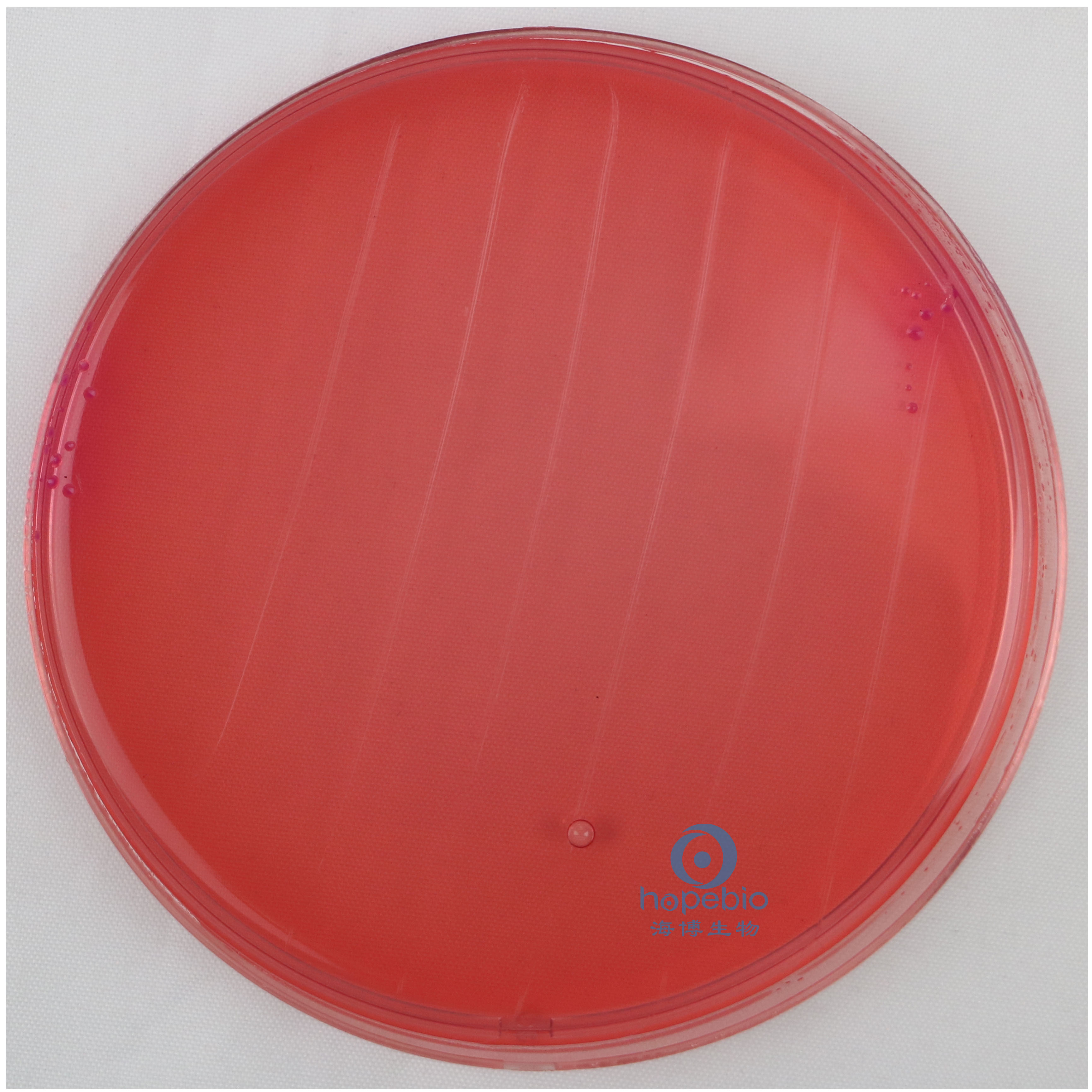 大肠埃希氏菌  桃红色菌落