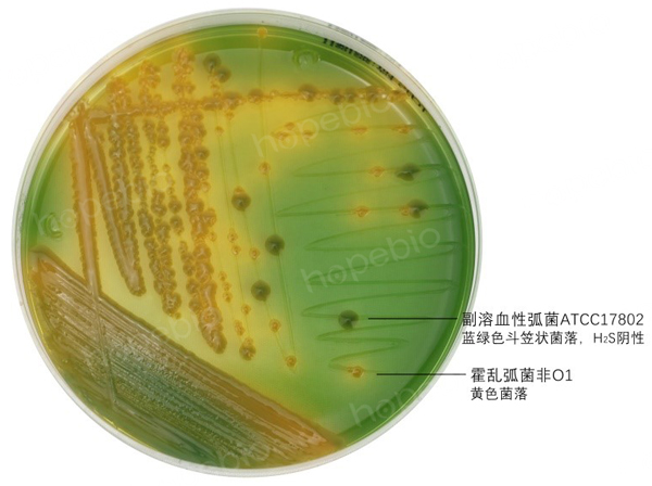 副溶血性弧菌在TCBS上生长特征