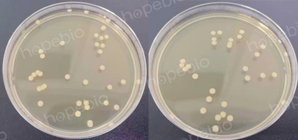 （左）菌数为38CFU，实验组4（右）菌数为32CFU