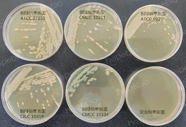 42℃条件下培养，铜绿假单胞菌和荧光假单胞菌的生长状态