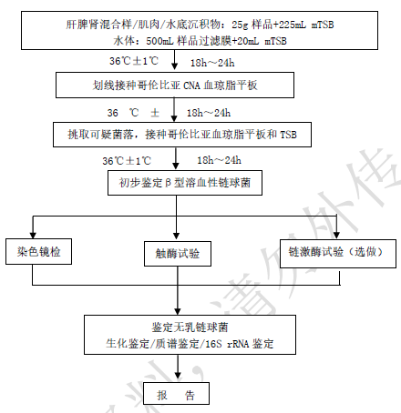 图1 无乳链球菌分离鉴定程序