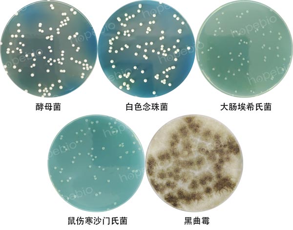 WLN培养基微生物质控结果