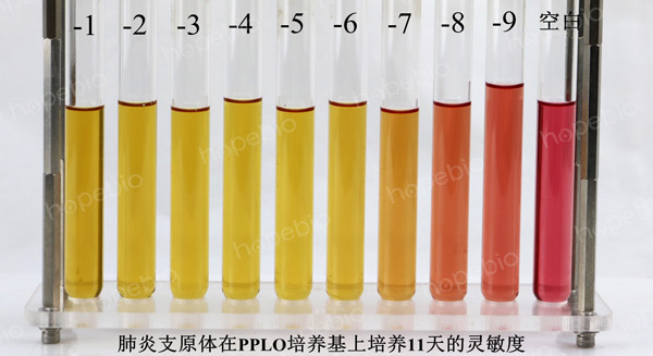 PPLO肉汤培养基培养肺炎支原体11天的灵敏度
