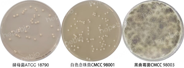 图1 综合马铃薯培养基微生物质控结果