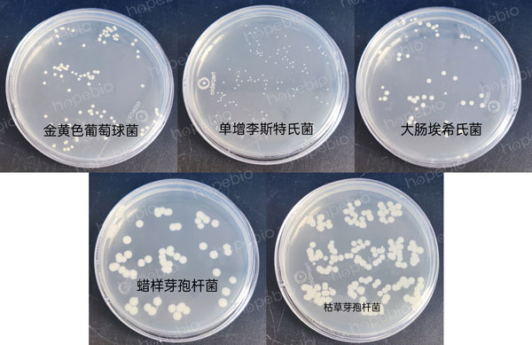 不同细菌在营养琼脂（NA）上的生长特征：