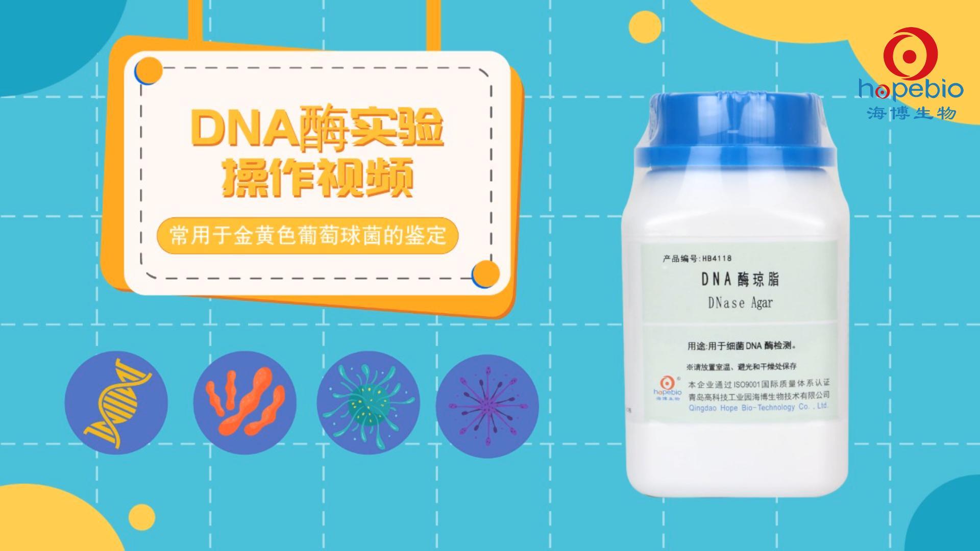 操作视频｜DNA酶琼脂实验视频