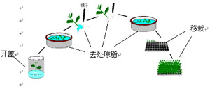 试管苗移栽