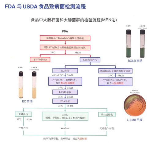 FDA与USDA食品致病菌检测流程中食品中大肠杆菌和大肠菌群的检测流程