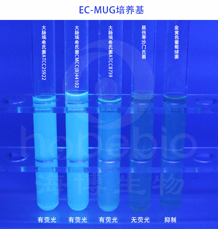 EC-MUG培养基