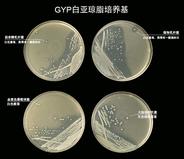 GYP白亚琼脂培养基