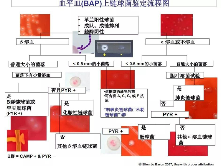 血平皿(BAP)上链球菌鉴定流程图