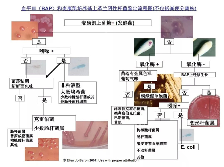 血平皿(BAP)和麦康凯培养基上革兰阴性杆菌鉴定流程图(不包括粪便分离株)