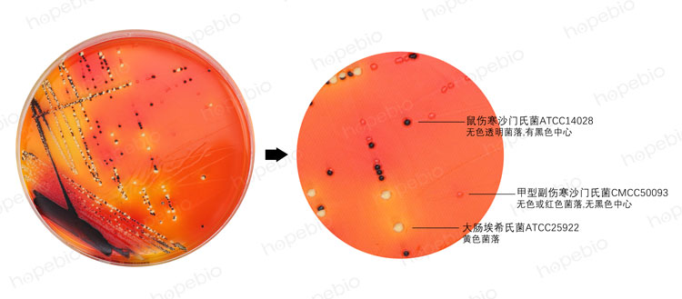 木糖赖氨酸脱氧胆酸盐(XLD)琼脂培养基