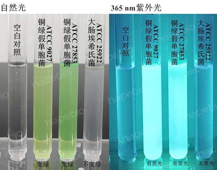 质控菌株在天冬酰胺肉汤中的生长情况