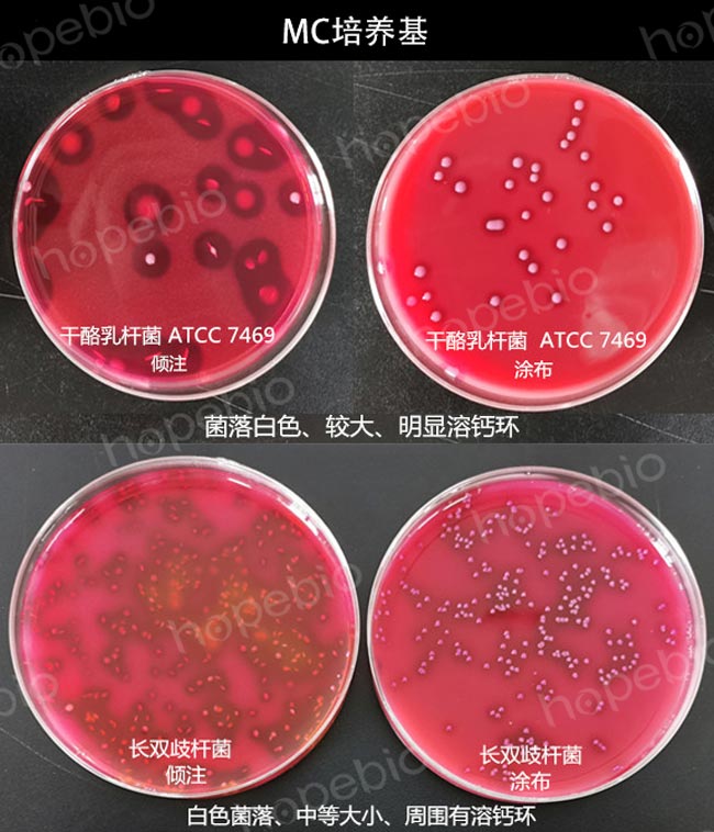 MC琼脂上的菌落特征