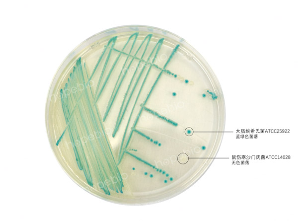 大肠杆菌显色培养基——大肠埃希氏菌、沙门氏菌