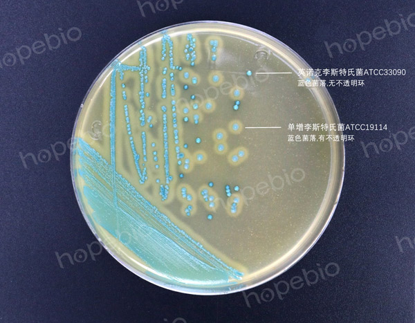 李斯特氏菌显色培养基——单增李斯特氏菌，英诺克李斯特氏菌