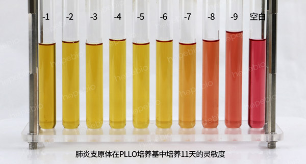 肺炎支原体——pplo肉汤