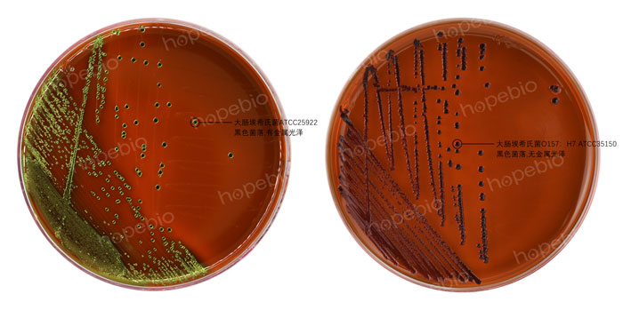 EMB-大肠埃希氏菌