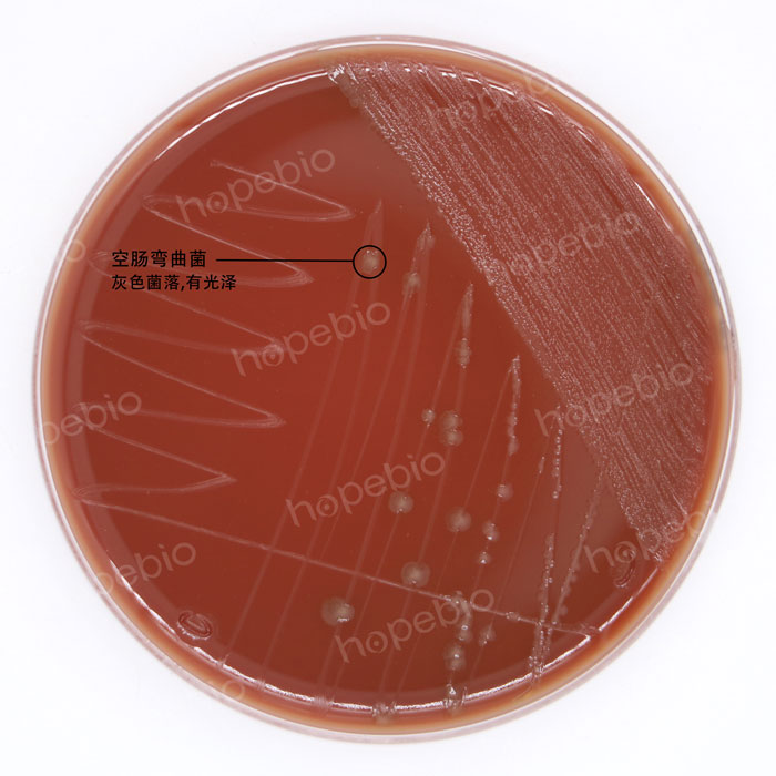 改良Skirrow氏琼脂-空肠弯曲菌