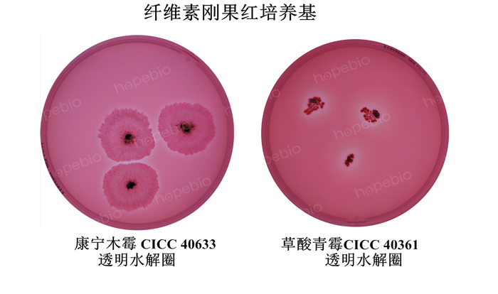 质控菌株在纤维素刚果红培养基上的生长情况