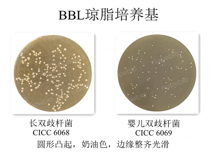 质控菌株在BBL琼脂培养基上的生长情况