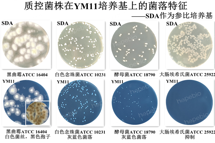 质控菌株在YM11培养基上的菌落特征