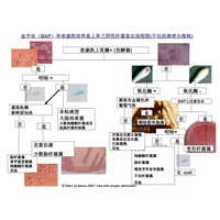 血平皿(BAP)和麦康凯培养基上革兰阴性杆菌鉴定流程图(不包括粪便分离株)/